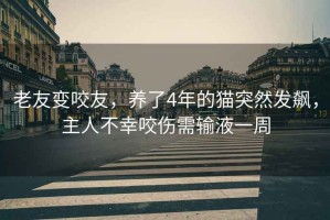 老友變咬友，養(yǎng)了4年的貓突然發(fā)飆，主人不幸咬傷需輸液一周