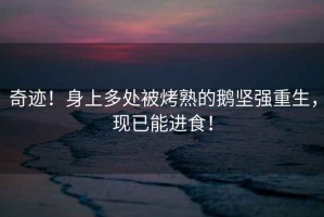 奇跡！身上多處被烤熟的鵝堅(jiān)強(qiáng)重生，現(xiàn)已能進(jìn)食！