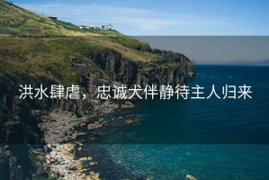 洪水肆虐，忠誠犬伴靜待主人歸來