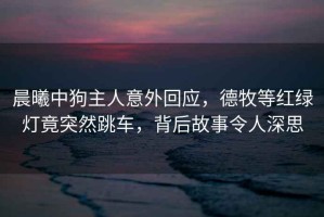 晨曦中狗主人意外回應，德牧等紅綠燈竟突然跳車，背后故事令人深思