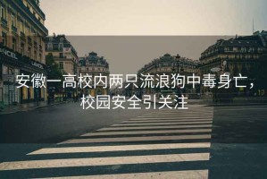 安徽一高校內兩只流浪狗中毒身亡，校園安全引關注