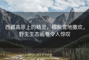 西藏高原上的精靈，棕熊雪地撒歡，野生生態(tài)畫卷令人驚嘆