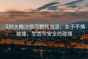 深圳大梅沙驚現(xiàn)野豬出沒，女子不慎被撞，生態(tài)與安全的碰撞