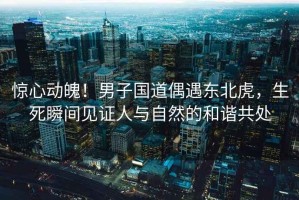 驚心動魄！男子國道偶遇東北虎，生死瞬間見證人與自然的和諧共處