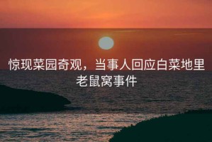 驚現菜園奇觀，當事人回應白菜地里老鼠窩事件