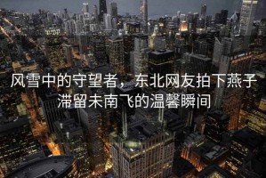 風雪中的守望者，東北網友拍下燕子滯留未南飛的溫馨瞬間