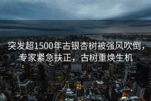 突發(fā)超1500年古銀杏樹被強(qiáng)風(fēng)吹倒，專家緊急扶正，古樹重?zé)ㄉ鷻C(jī)