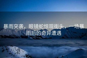 暴雨突襲，眼鏡蛇驚現(xiàn)街頭，一場(chǎng)暴雨后的奇異遭遇