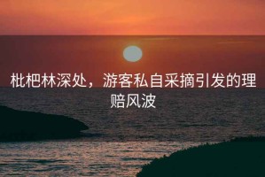 枇杷林深處，游客私自采摘引發(fā)的理賠風(fēng)波