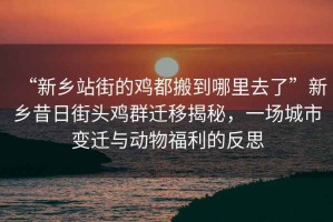 “新鄉站街的雞都搬到哪里去了”新鄉昔日街頭雞群遷移揭秘，一場城市變遷與動物福利的反思