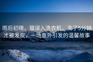 雨后初晴，貓誤入洗衣機，洗了5分鐘才被發(fā)現(xiàn)，一場意外引發(fā)的溫馨故事