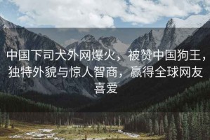 中國下司犬外網爆火，被贊中國狗王，獨特外貌與驚人智商，贏得全球網友喜愛