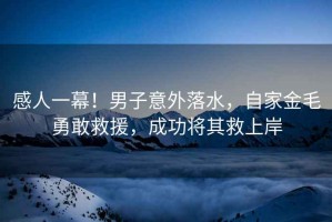 感人一幕！男子意外落水，自家金毛勇敢救援，成功將其救上岸