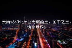 云南現(xiàn)80公斤巨無霸菌王，菌中之王，驚艷登場！