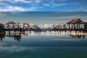 北京突降大風，小狗被吹成海豹引網友熱議，網友，大自然的神奇魔力！