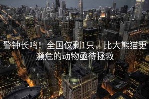警鐘長(zhǎng)鳴！全國(guó)僅剩1只，比大熊貓更瀕危的動(dòng)物亟待拯救