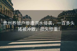 貴州養殖戶慘遭洪水侵襲，一百多頭豬被沖散，損失慘重！