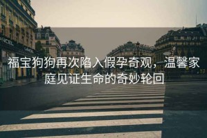 福寶狗狗再次陷入假孕奇觀，溫馨家庭見證生命的奇妙輪回