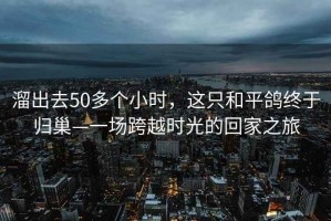 溜出去50多個小時，這只和平鴿終于歸巢—一場跨越時光的回家之旅