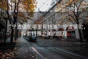 “寧波駱駝哪里有特殊”寧波駱駝，探索特殊之美的旅程