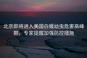 北京即將進入美國白蛾幼蟲危害高峰期，專家提醒加強防控措施