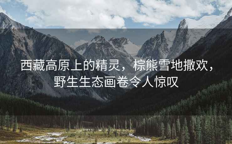 西藏高原上的精靈，棕熊雪地撒歡，野生生態畫卷令人驚嘆