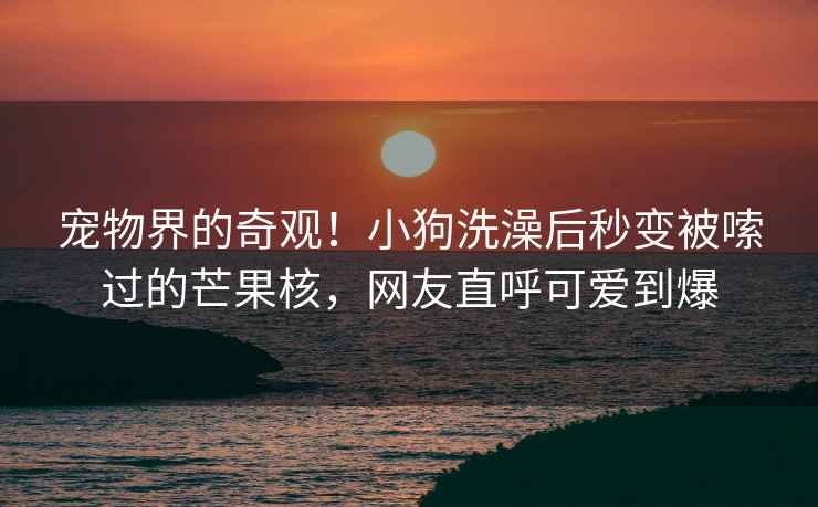 寵物界的奇觀！小狗洗澡后秒變被嗦過的芒果核，網友直呼可愛到爆