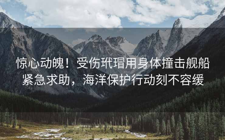 驚心動(dòng)魄！受傷玳瑁用身體撞擊艦船緊急求助，海洋保護(hù)行動(dòng)刻不容緩