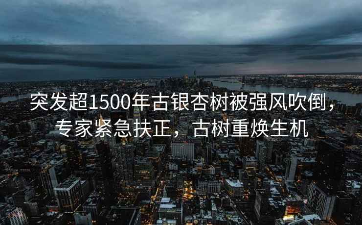 突發超1500年古銀杏樹被強風吹倒，專家緊急扶正，古樹重煥生機
