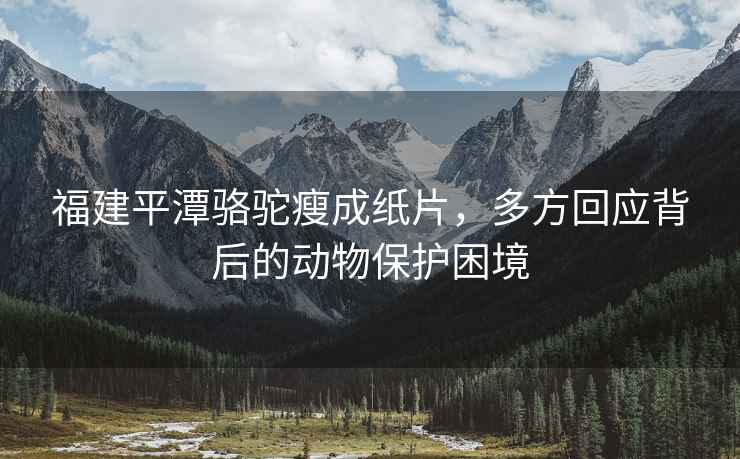 福建平潭駱駝瘦成紙片，多方回應背后的動物保護困境