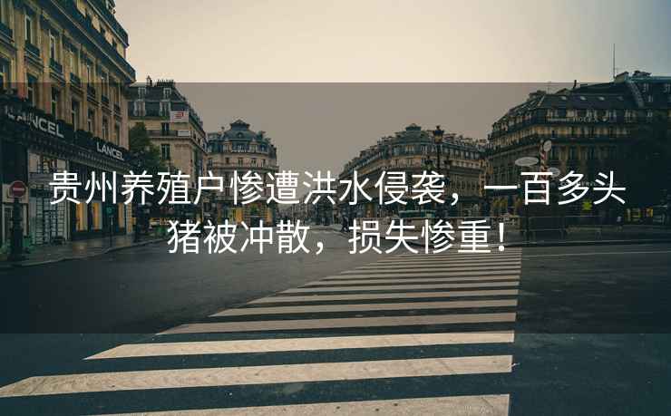 貴州養殖戶慘遭洪水侵襲，一百多頭豬被沖散，損失慘重！