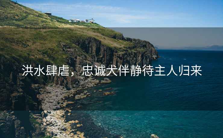 洪水肆虐，忠誠犬伴靜待主人歸來