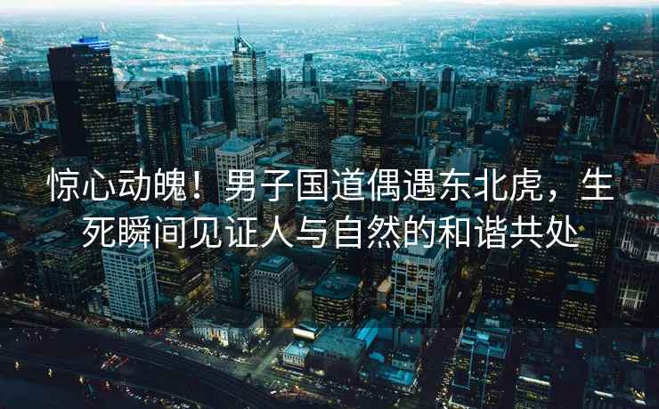 驚心動魄！男子國道偶遇東北虎，生死瞬間見證人與自然的和諧共處