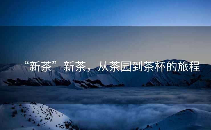 “新茶”新茶，從茶園到茶杯的旅程