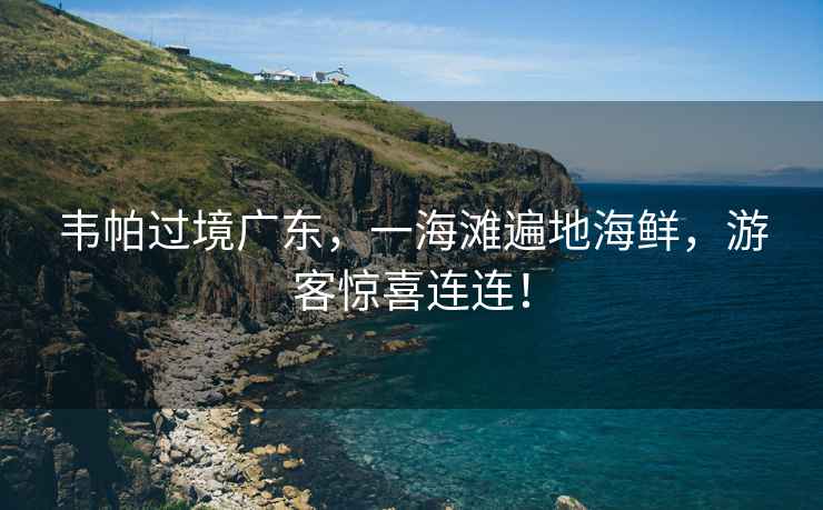 韋帕過境廣東，一海灘遍地海鮮，游客驚喜連連！