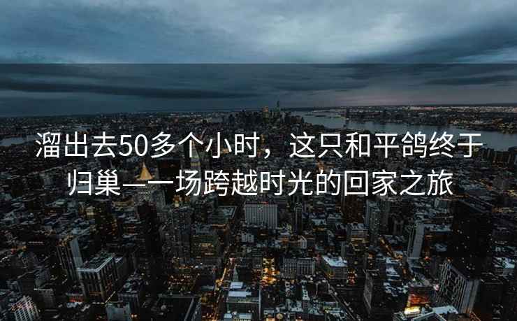 溜出去50多個小時，這只和平鴿終于歸巢—一場跨越時光的回家之旅