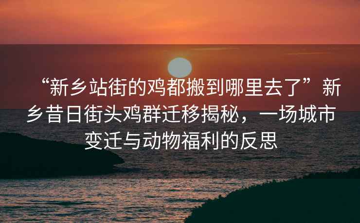 “新鄉(xiāng)站街的雞都搬到哪里去了”新鄉(xiāng)昔日街頭雞群遷移揭秘，一場城市變遷與動物福利的反思