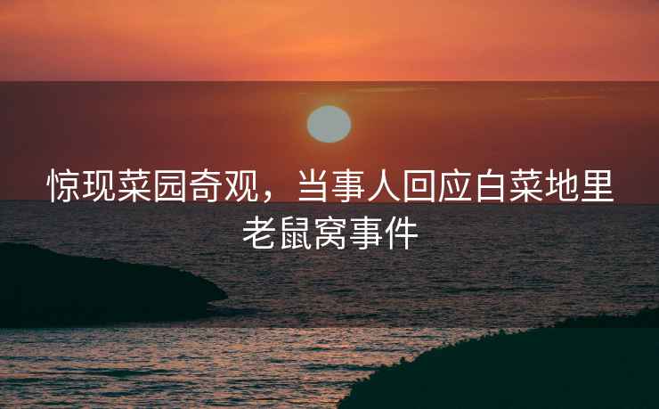 驚現菜園奇觀，當事人回應白菜地里老鼠窩事件
